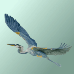 A bird in flight
